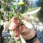 Olive verte: toxique, pas touché